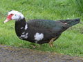 Muscovy Duck